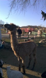 llama (Medium)