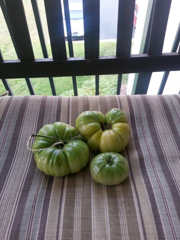 Huge Tomatoes.jpg image